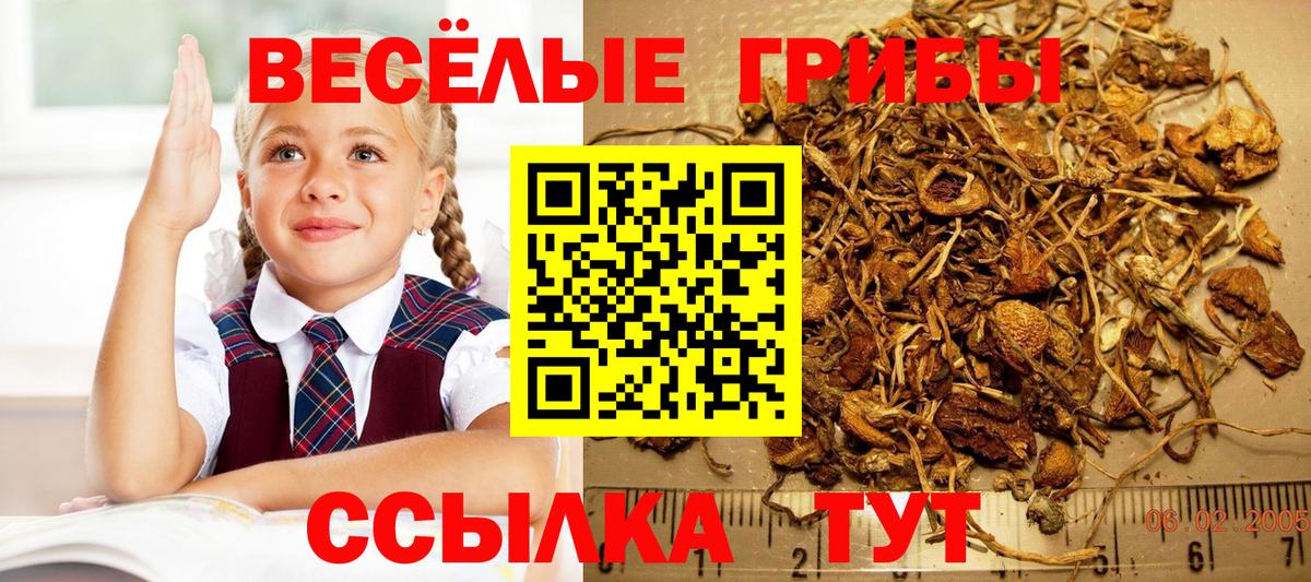 как найти   Псилоцибиновые грибы MAGIC MUSHROOMS  Вход с VPN  Серпухов 